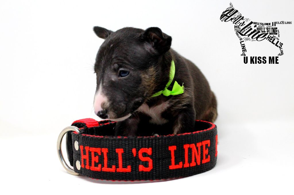 hell's line - Chiot disponible  - Bull Terrier Miniature