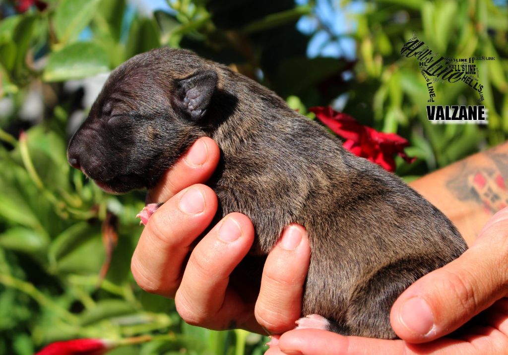 hell's line - Chiot disponible  - Bull Terrier Miniature