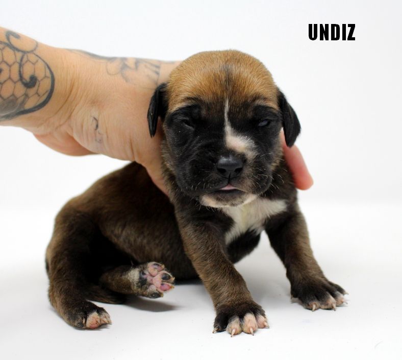 hell's line - Chiot disponible  - Dogo Canario