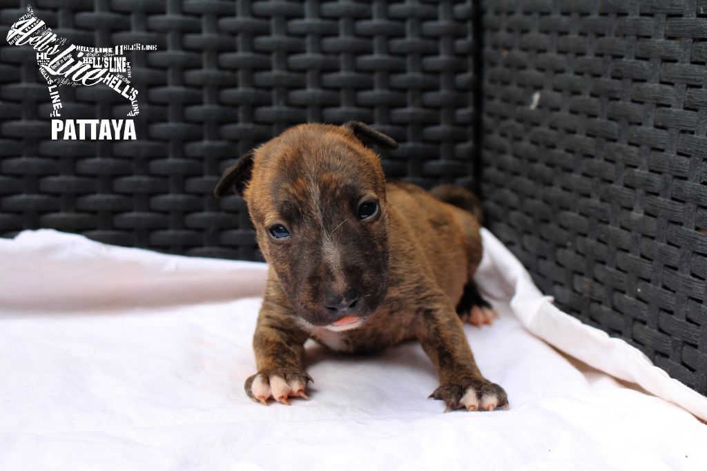 hell's line - Bull Terrier Miniature - Portée née le 24/07/2019