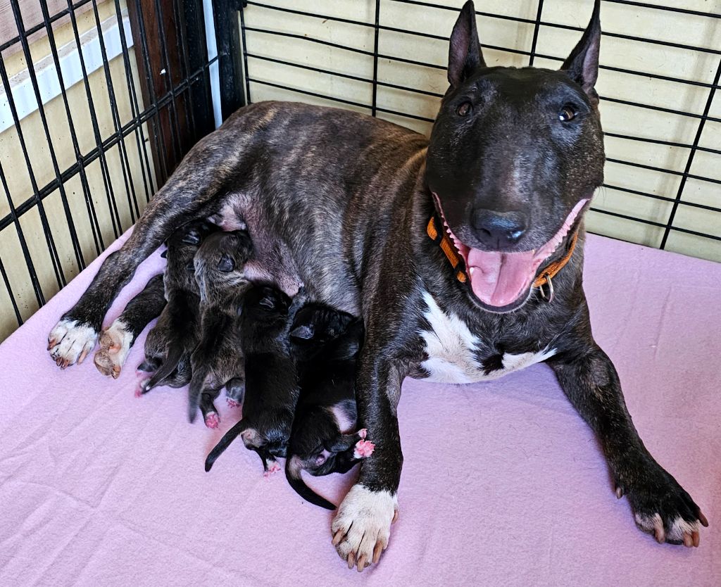 chiot Bull Terrier Miniature hell's line