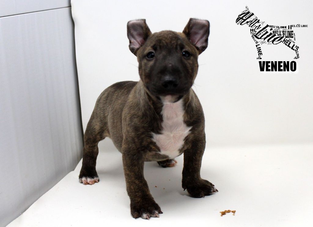 hell's line - Chiot disponible  - Bull Terrier Miniature