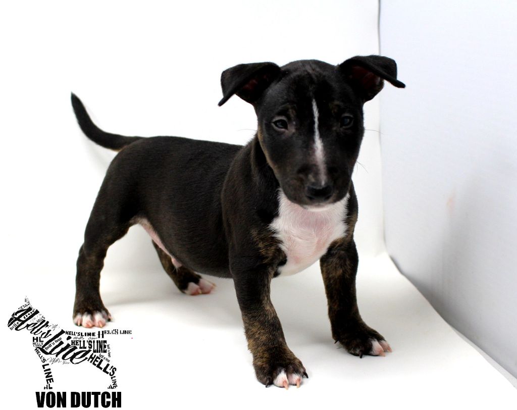 hell's line - Chiot disponible  - Bull Terrier Miniature