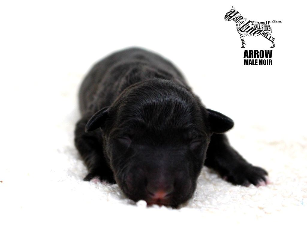 hell's line - Chiot disponible  - Bull Terrier Miniature