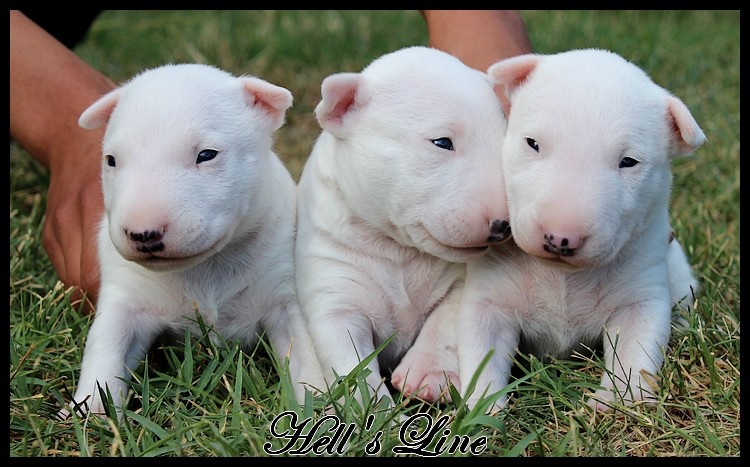 hell's line - Bull Terrier Miniature - Portée née le 31/05/2014