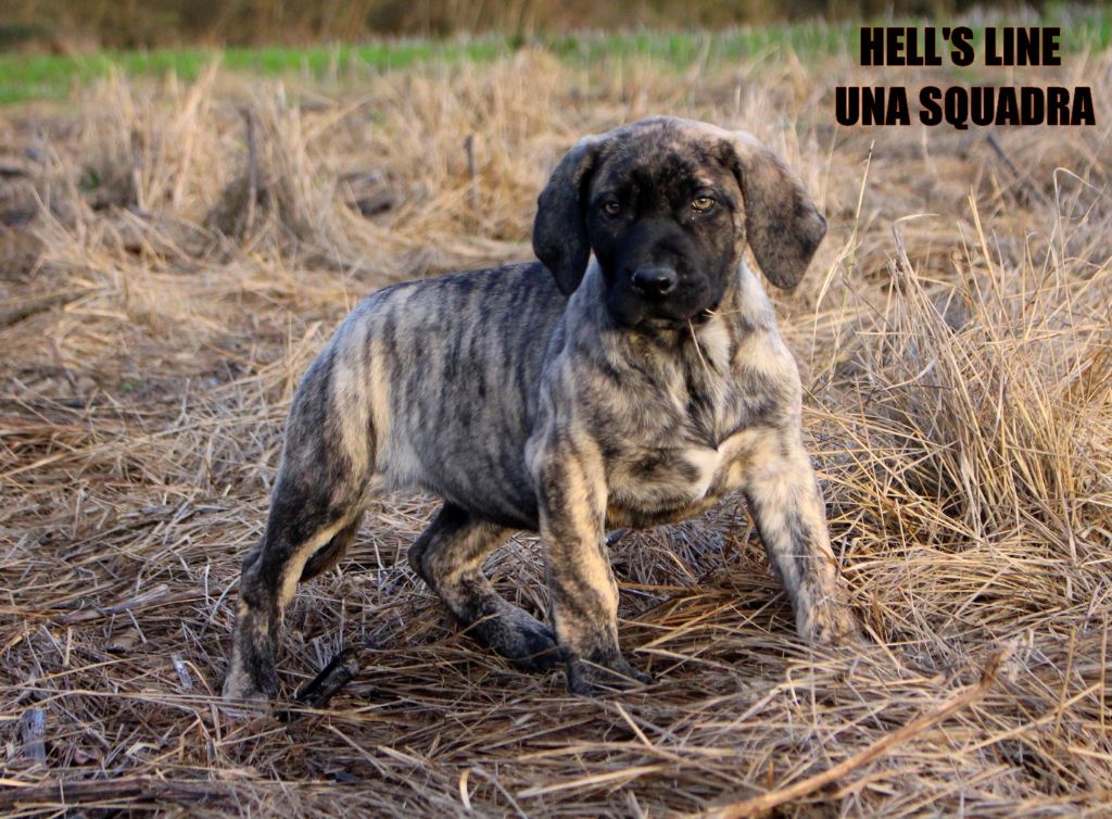 hell's line - Chiot disponible  - Dogo Canario