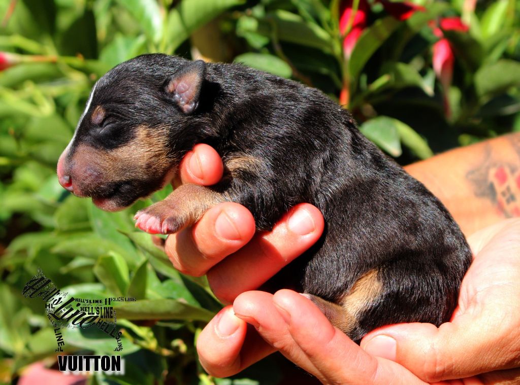 hell's line - Chiot disponible  - Bull Terrier Miniature