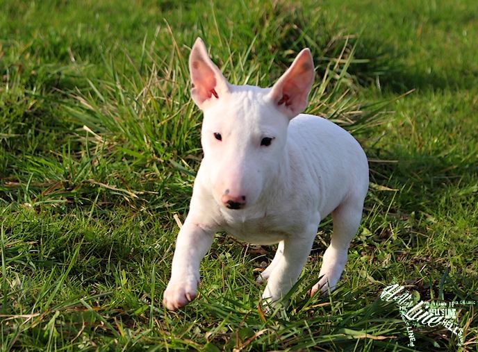 hell's line - Bull Terrier Miniature - Portée née le 03/10/2021