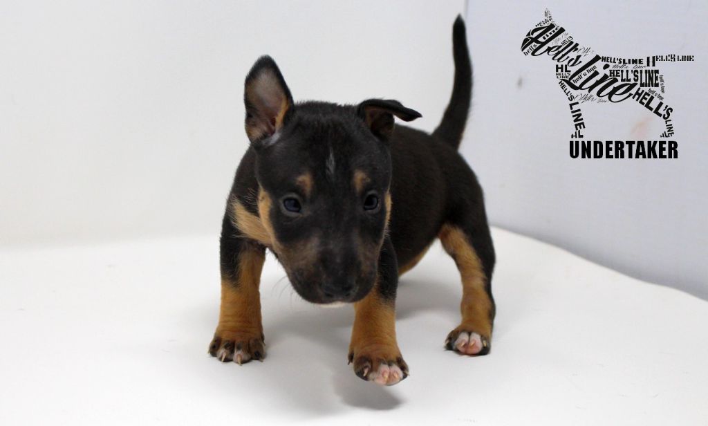 chiot Bull Terrier Miniature hell's line