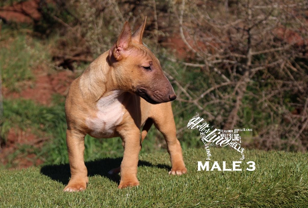 hell's line - Bull Terrier Miniature - Portée née le 03/12/2018