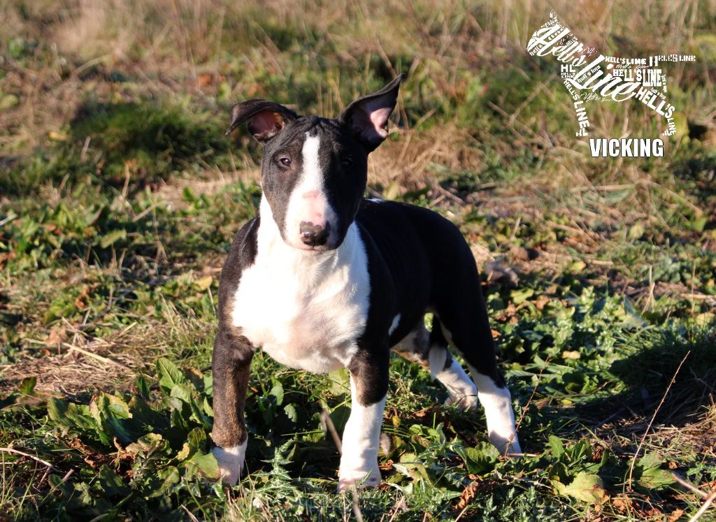 hell's line - Chiot disponible  - Bull Terrier Miniature