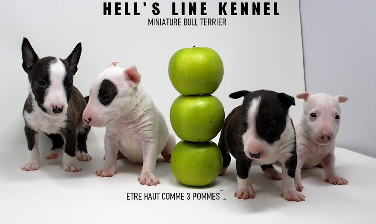 hell's line - Bull Terrier Miniature - Portée née le 01/01/2022