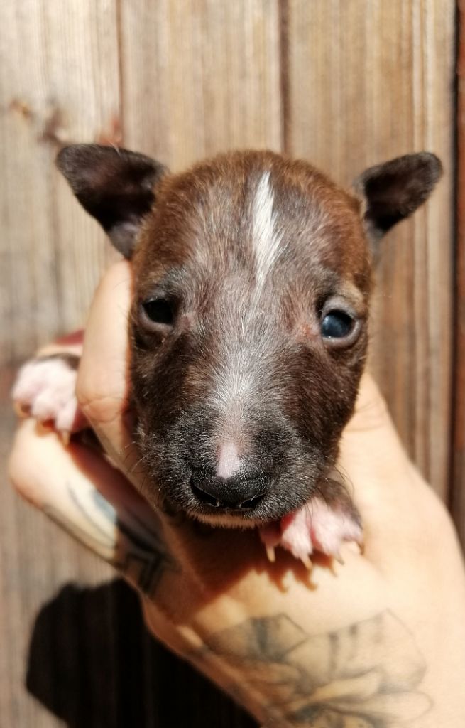 hell's line - Bull Terrier Miniature - Portée née le 19/09/2020