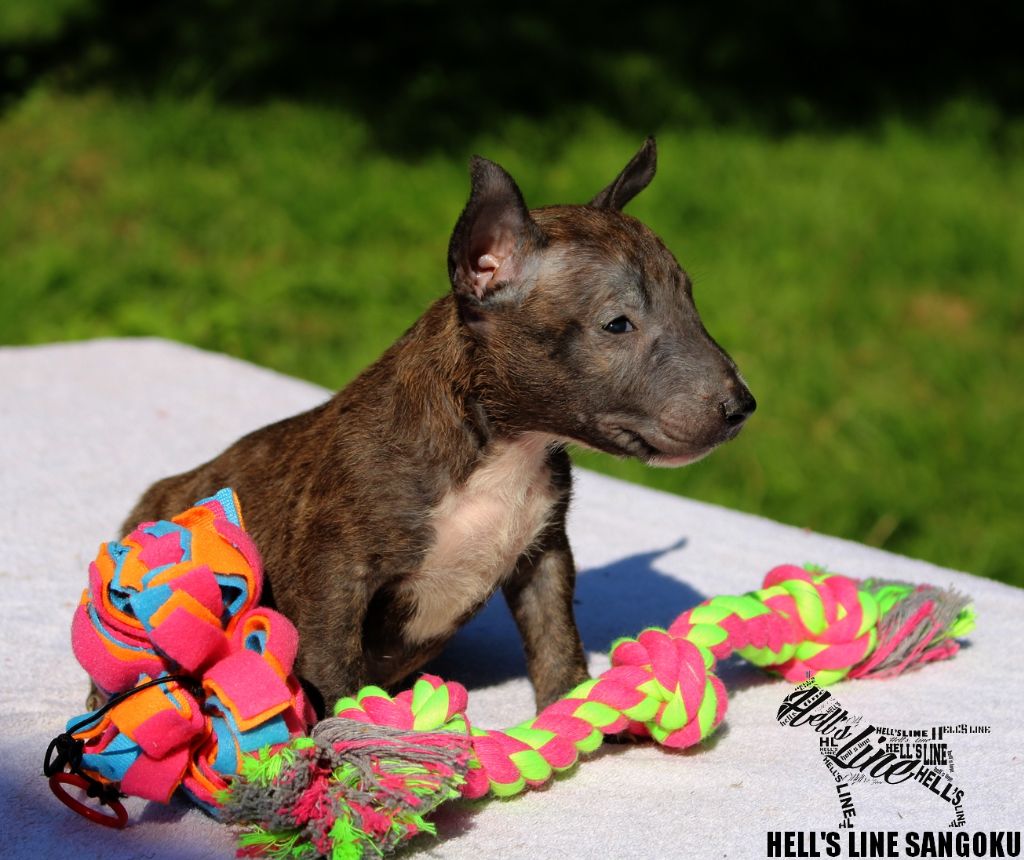 hell's line - Bull Terrier Miniature - Portée née le 23/05/2021