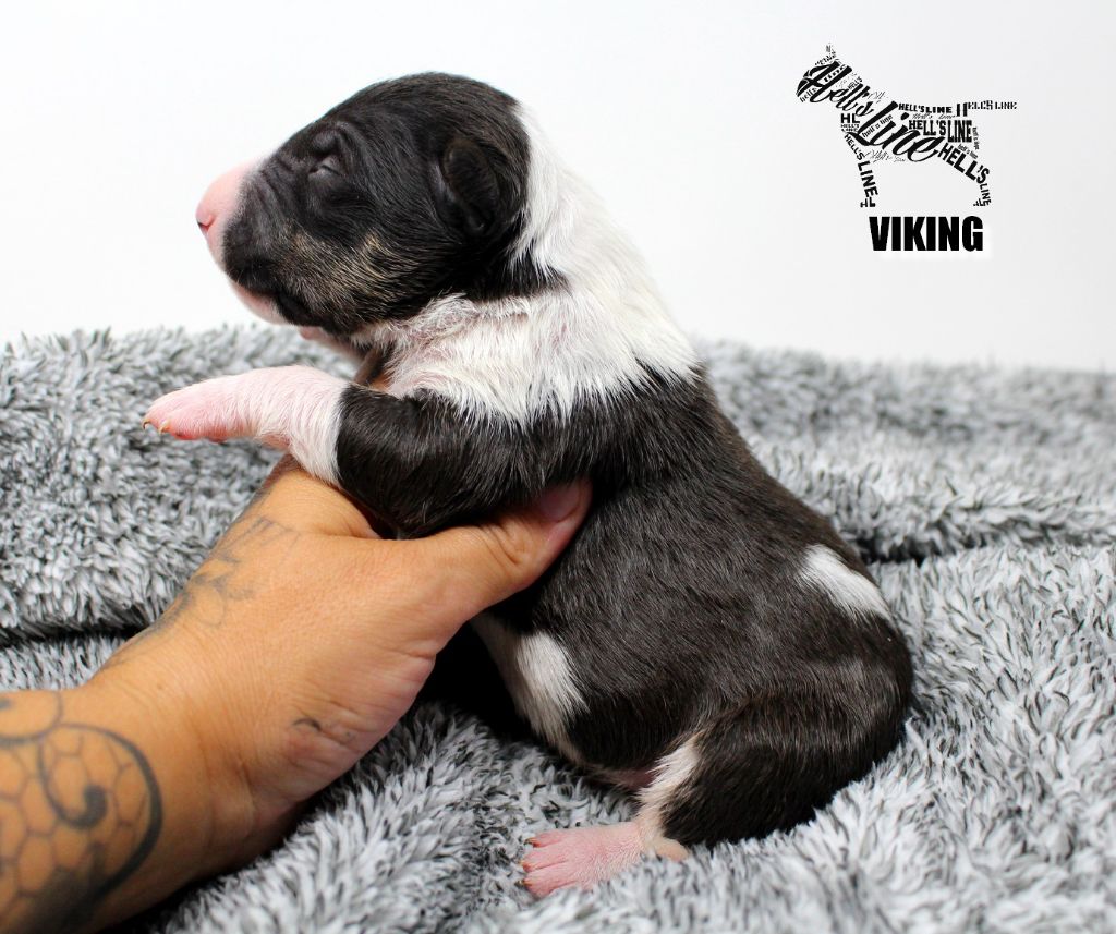 hell's line - Chiot disponible  - Bull Terrier Miniature