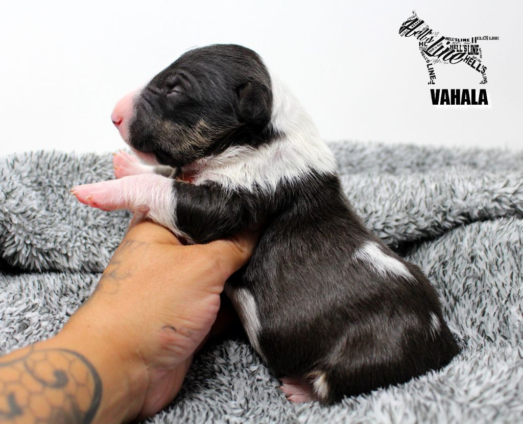 hell's line - Chiot disponible  - Bull Terrier Miniature