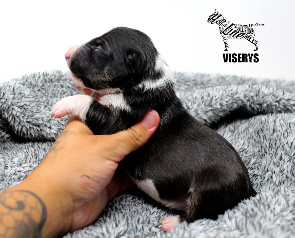 hell's line - Chiot disponible  - Bull Terrier Miniature