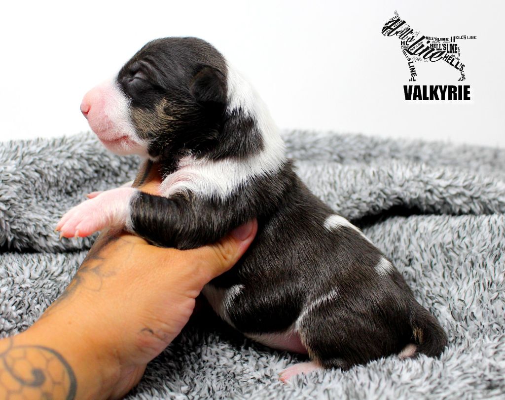 hell's line - Chiot disponible  - Bull Terrier Miniature