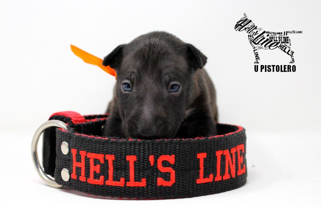 hell's line - Chiot disponible  - Bull Terrier Miniature