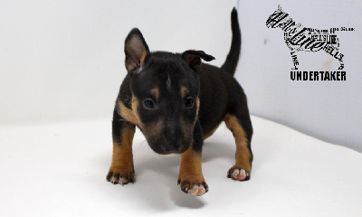 hell's line - Bull Terrier Miniature - Portée née le 14/12/2023