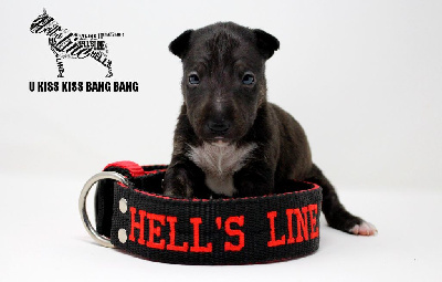 hell's line - Bull Terrier Miniature - Portée née le 25/12/2023
