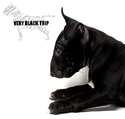 VERY BLACK TRIP