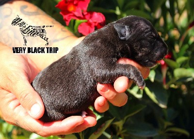 VERY BLACK TRIP