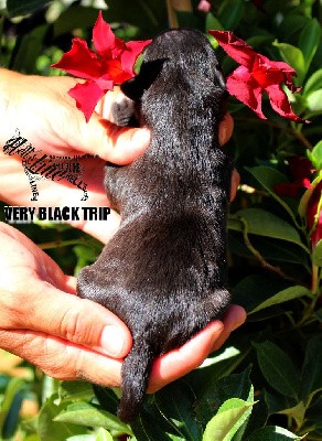 VERY BLACK TRIP