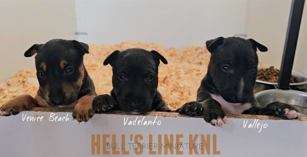 chiot Bull Terrier Miniature hell's line