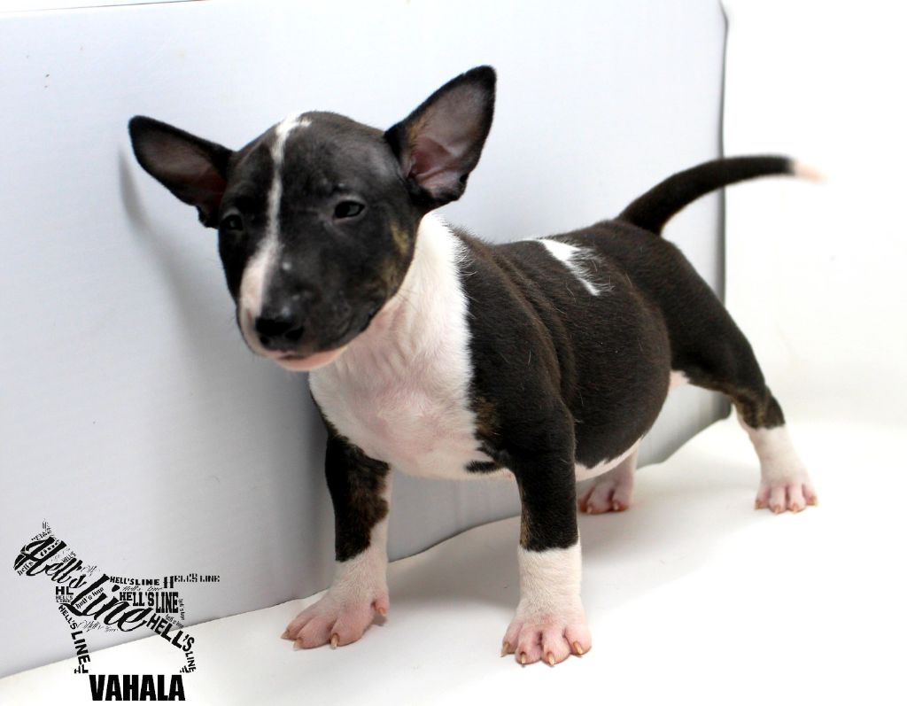 hell's line - Chiot disponible  - Bull Terrier Miniature