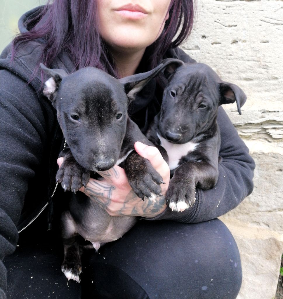 chiot Bull Terrier Miniature hell's line
