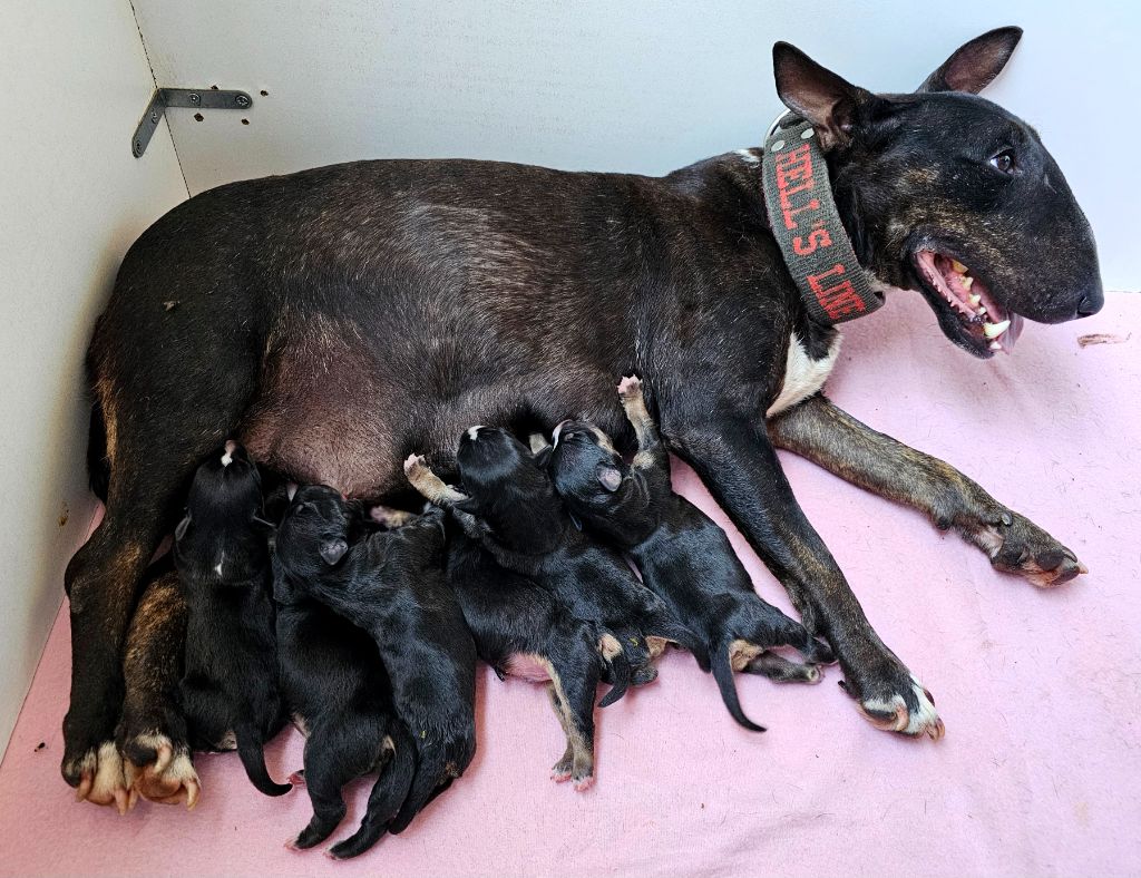 chiot Bull Terrier Miniature hell's line