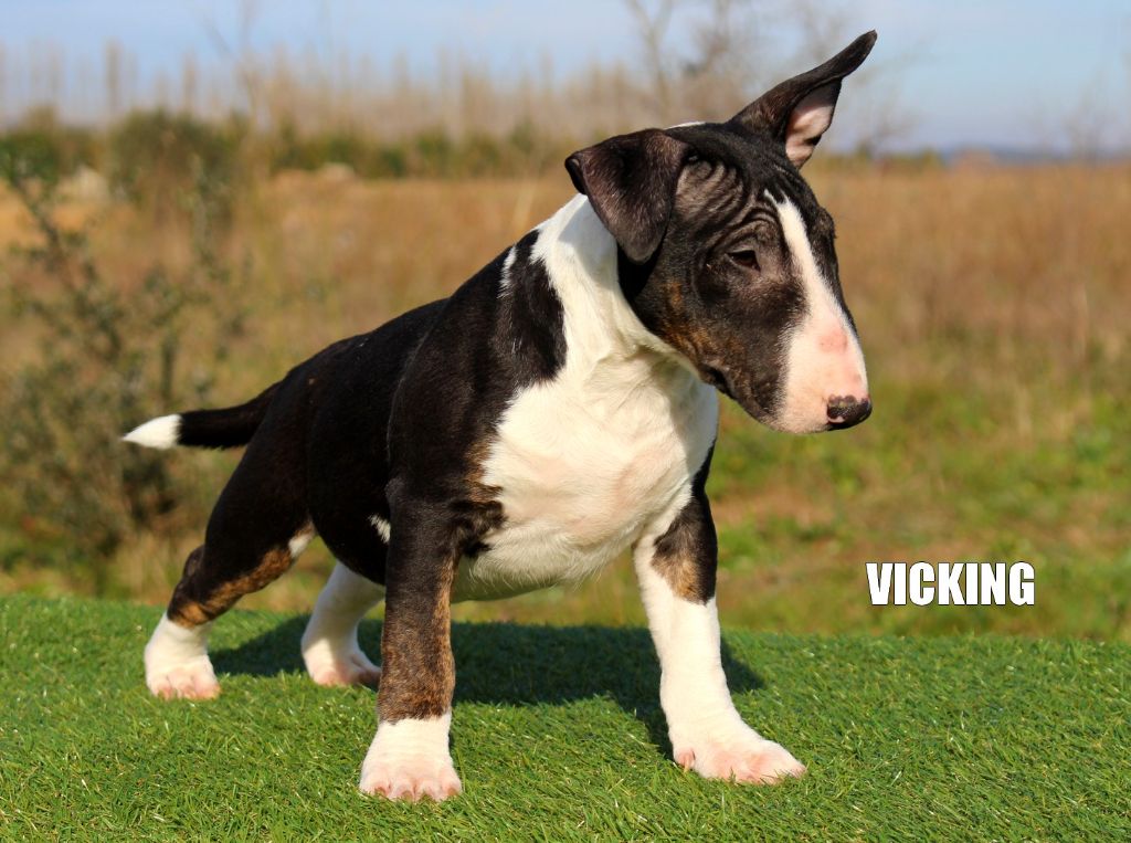 hell's line - Chiot disponible  - Bull Terrier Miniature