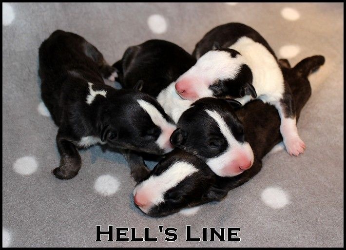 hell's line - Bull Terrier Miniature - Portée née le 05/10/2014