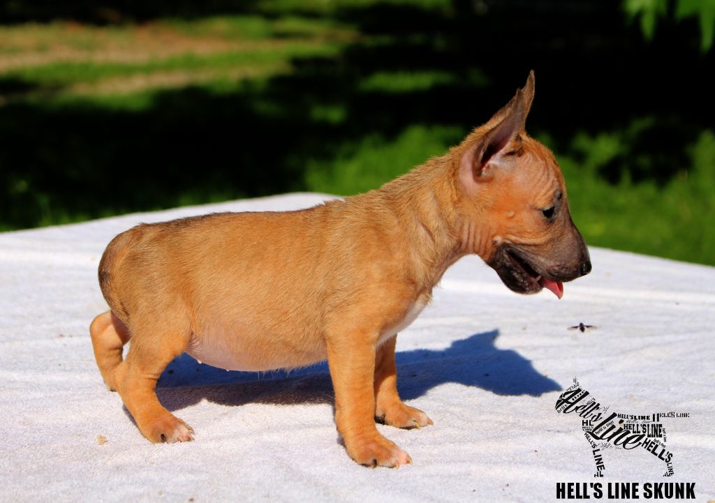 hell's line - Bull Terrier Miniature - Portée née le 16/05/2021