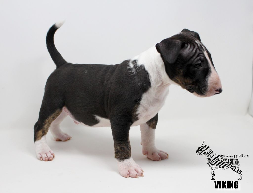 hell's line - Chiot disponible  - Bull Terrier Miniature