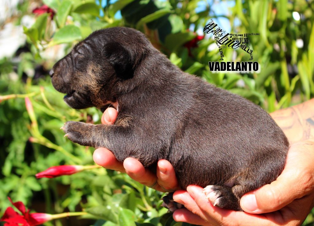 hell's line - Chiot disponible  - Bull Terrier Miniature