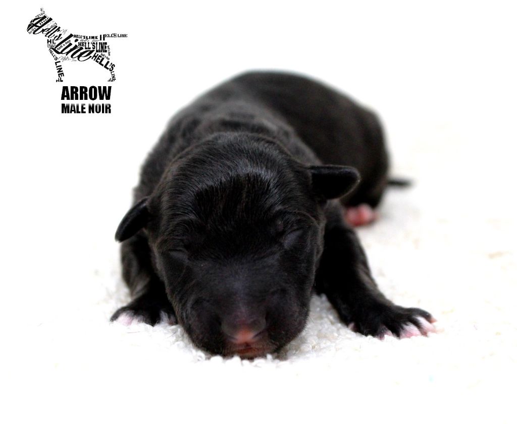 chiot Bull Terrier Miniature hell's line