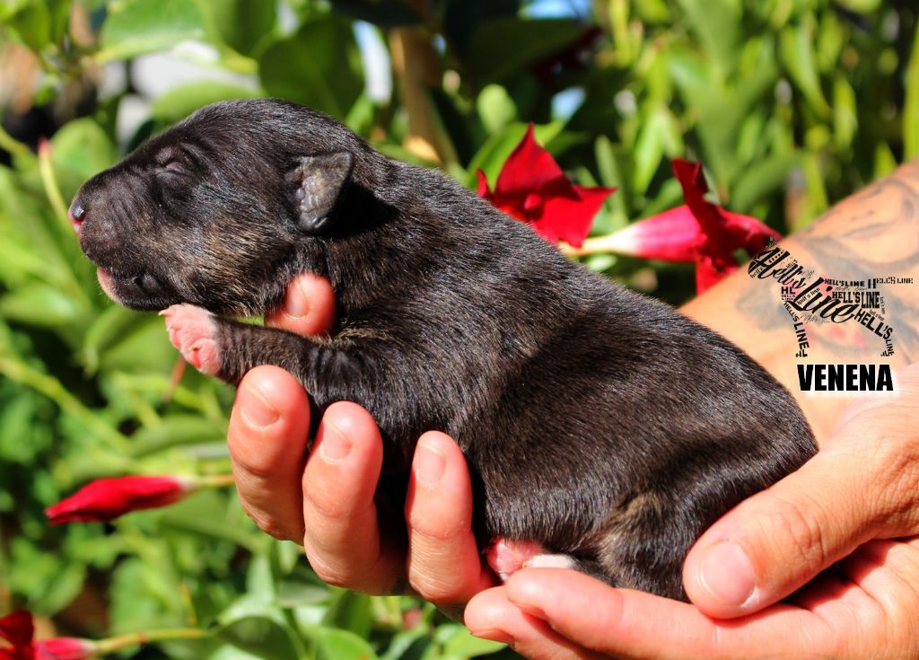 hell's line - Chiot disponible  - Bull Terrier Miniature