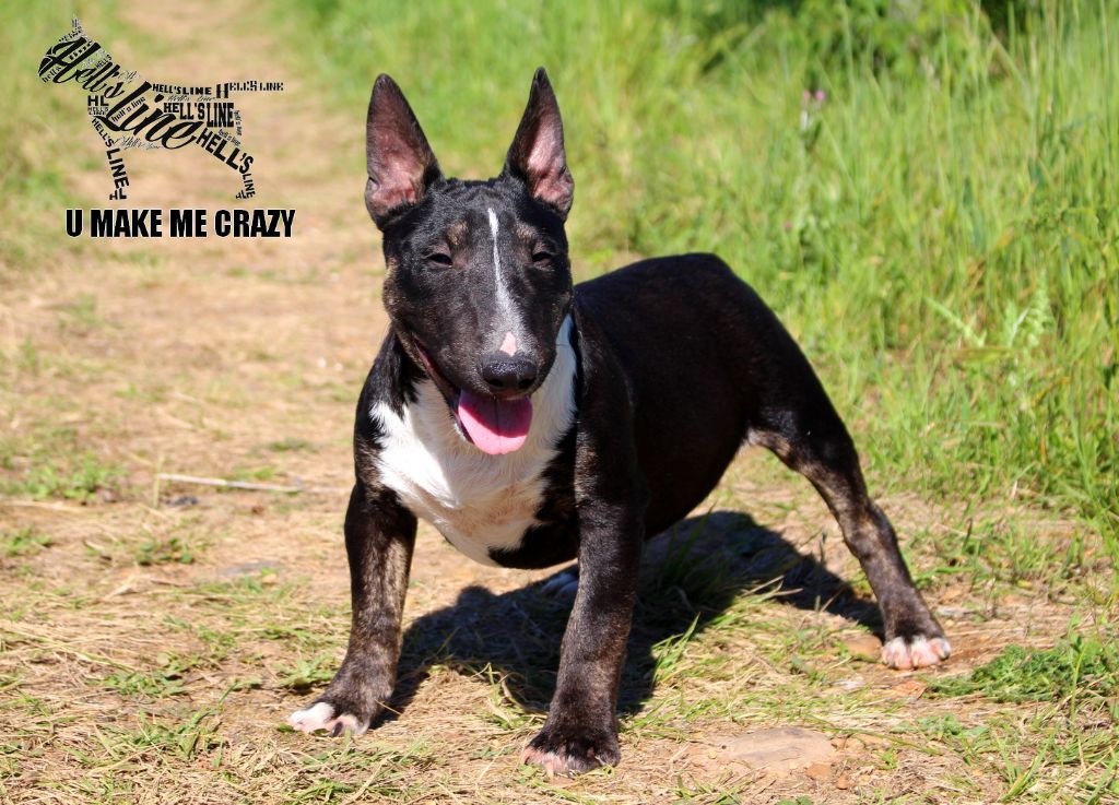 hell's line - Chiot disponible  - Bull Terrier Miniature