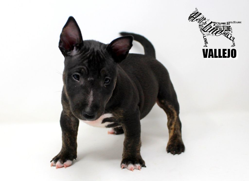 hell's line - Chiot disponible  - Bull Terrier Miniature