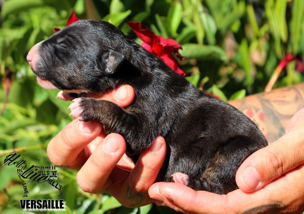 hell's line - Chiot disponible  - Bull Terrier Miniature