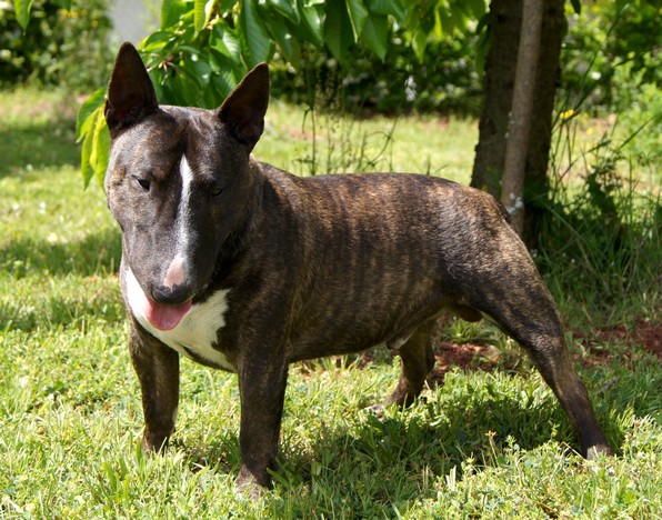 CH. Gordon's Du mas des rêves