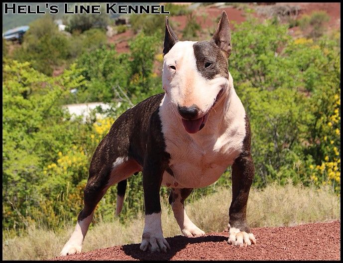 Ginseng des Terres du Salagou