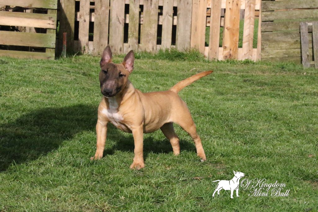 Miss sky warrior Of Kingdom Mini Bull