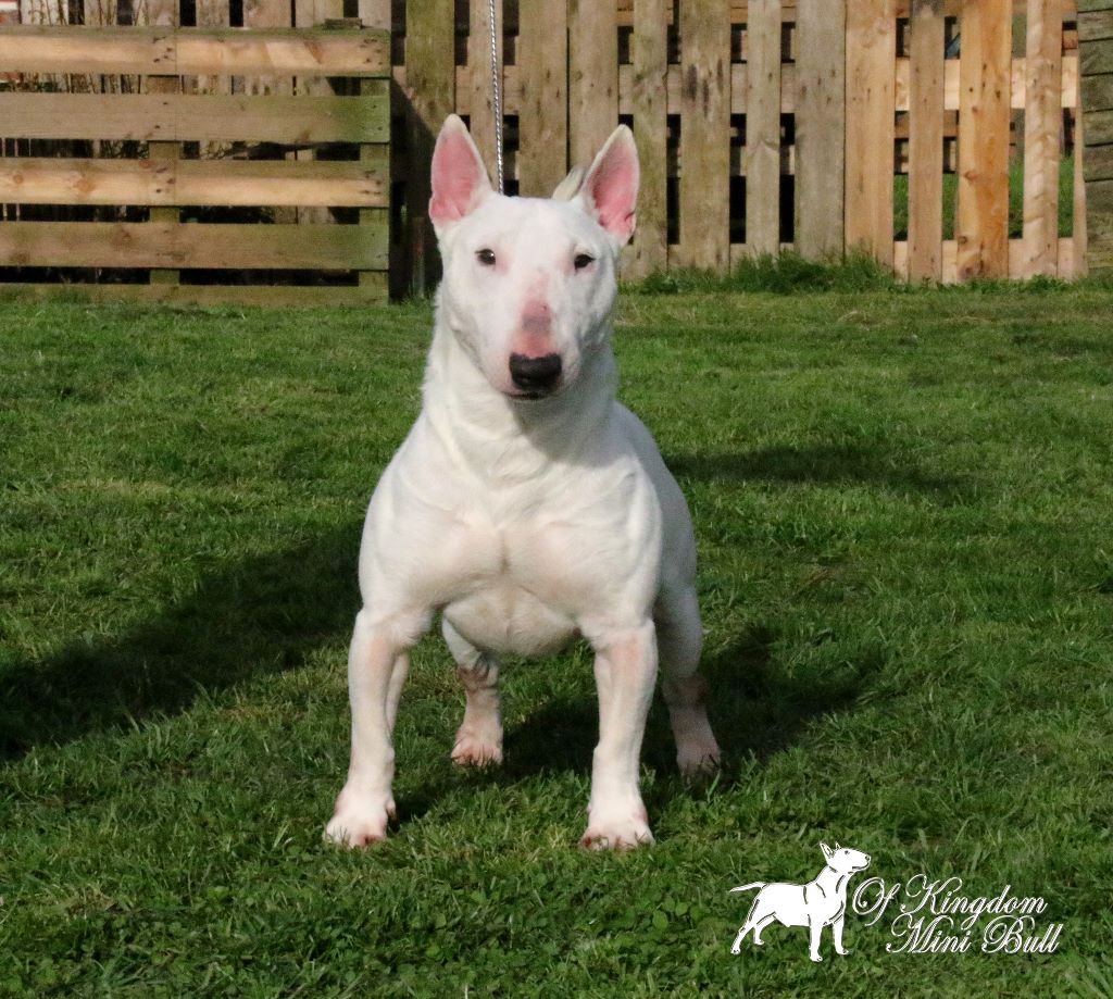 hell's line Jealousy