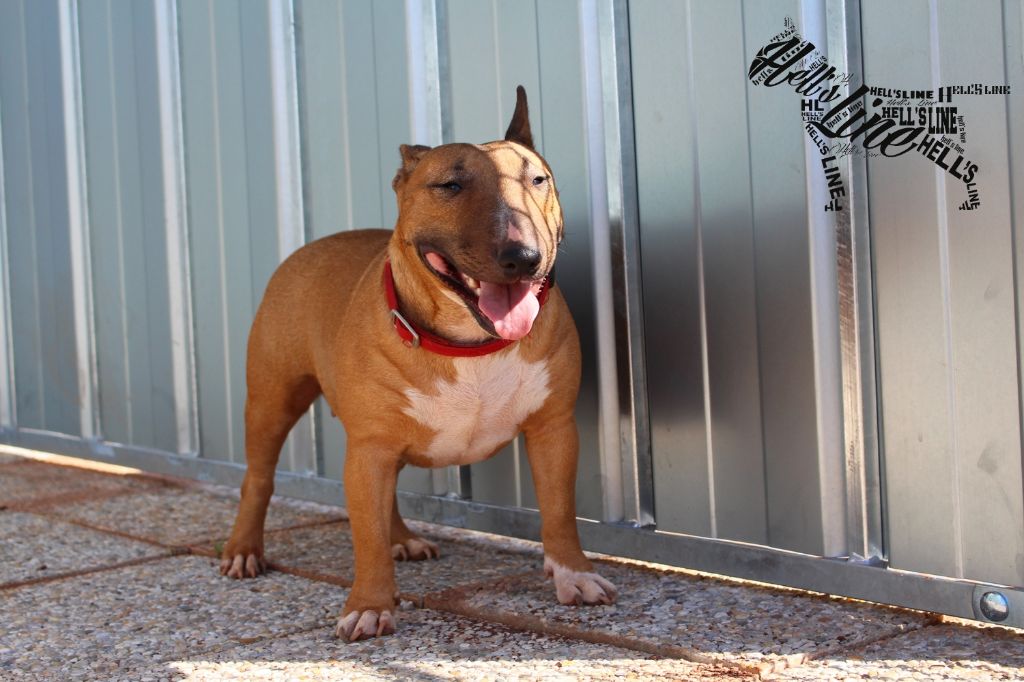 My perfect princess Of Kingdom Mini Bull