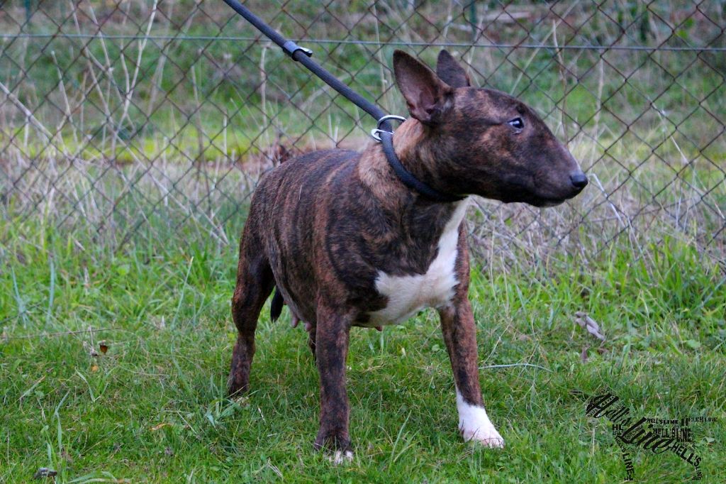 hell's line Never give up