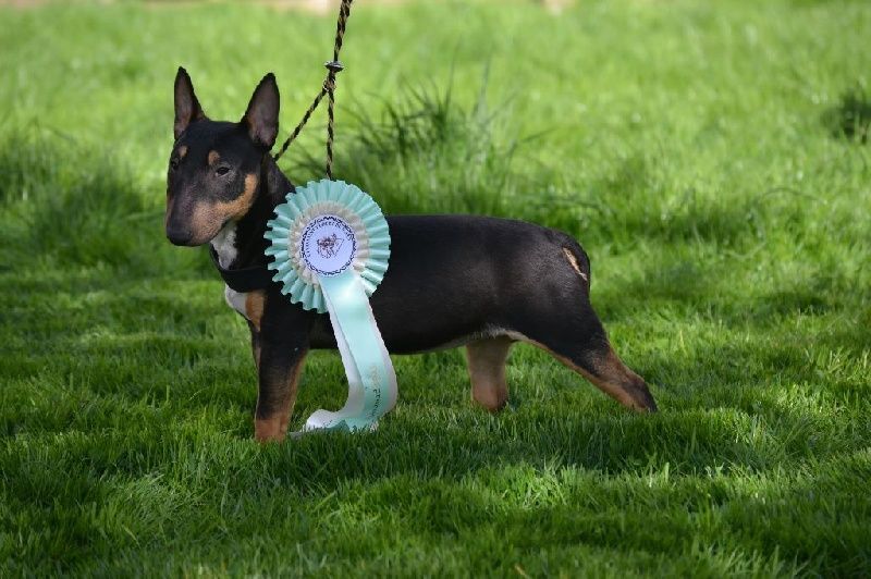 L'arrogante diablesse Of Kingdom Mini Bull