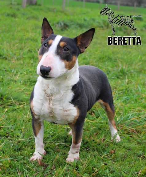 shadow for Little beretta